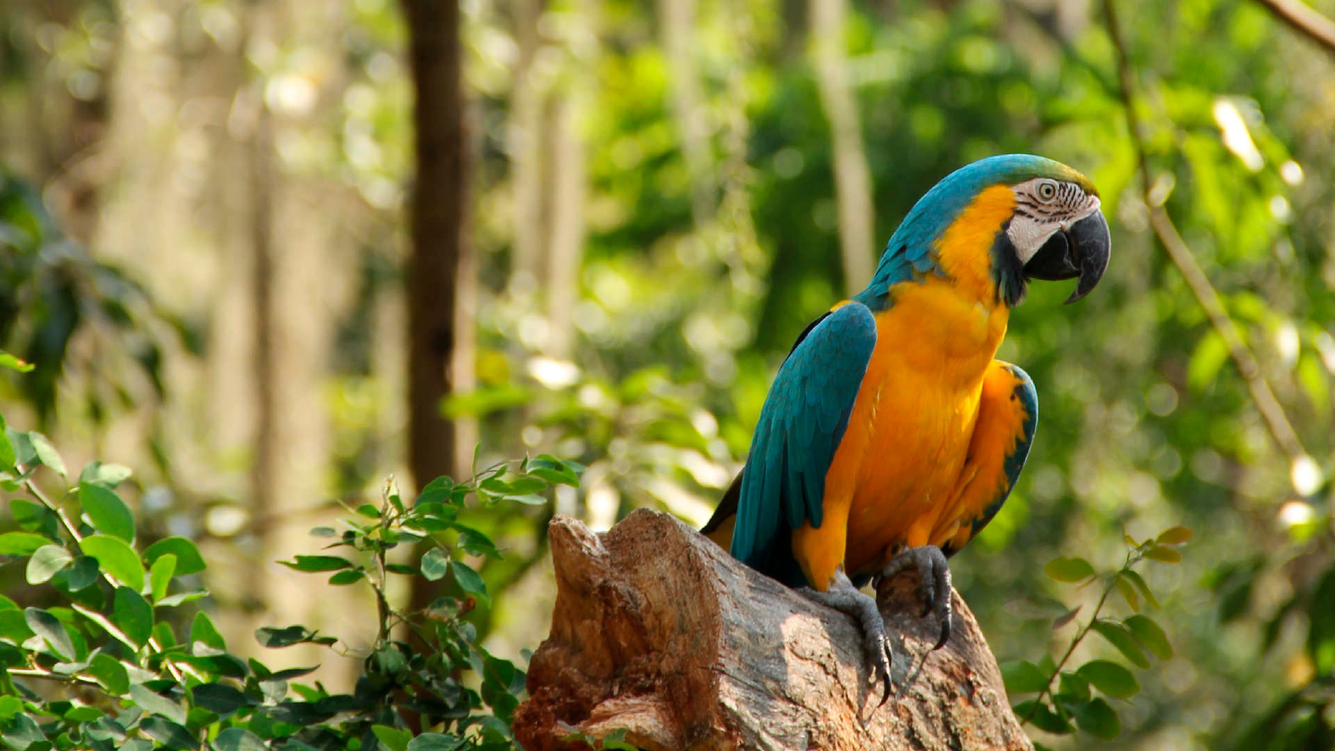 avistamiento-aves-colombia-ts1528500372