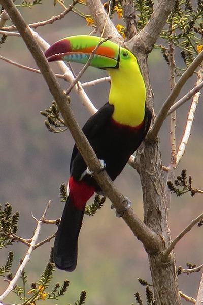 fauna-sierra-nevada-santa-marta-ts1528500375