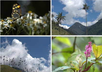 TOUR Paramillo del Quindío 3 Dias 2 Noches